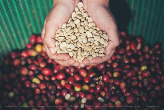 The Journey of Indian Specialty Coffee: From Farm to Cup