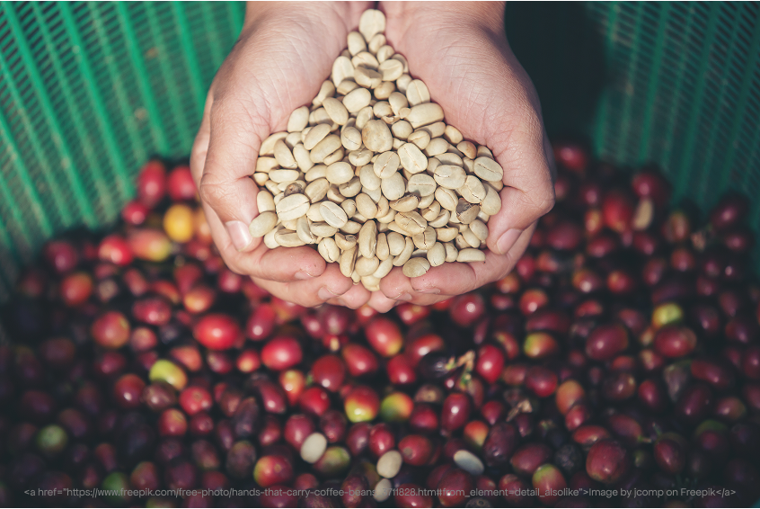 The Journey of Indian Specialty Coffee: From Farm to Cup